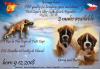 Boxer - Welpen
