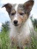 Amerikanische Colliewelpen in tricolor und blue-merle