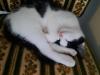 EKH-RAGDOLL Mix Katerchen  13 Wochen alt