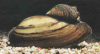 Teichfische, Muscheln und Schnecken zu verkaufen / /  Fa.Fördefisch
