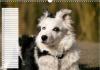 Kalender Planer Hunde Portrait - Dein treuer Begleiter