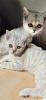 Bkh Kitten /  British Kurzhaar Kitten