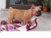 Wunderschöne Französische Bulldoggen Blue /  Blue red fawn