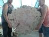 Getrocknetes Schnittholz aus Topolya - Pappelholz bestellbar!