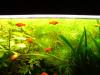 Platys in versch. Farben