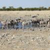Namibia-Botswana-Rundreise und Victoria Fälle,  15 Tage