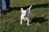 Miniatur Bullterrier in der GBF /  VDH.