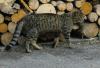 vermisst: getigerte Katze (schwarz/ grau/ bräunlich)
