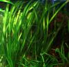 Wasserschraube,  Valisneria,  Wasserpflanze,  Versand,  Abholung