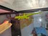 Madagaskar Taggecko,  Phelsuma grandis