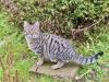 Willi - verwuschelter Tabby-Mix