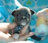 wunderschöne Liebevoller Reinrassige Mini Chihuahua Babys fur 165 euro in (Langh