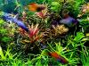 Tannenwedelähnlicher Sumpffreund,  Bündel,  Aquariumpflanzen (Versand/  Abholung)