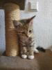 kitten neva masquarade