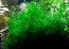 Süsswassertang,  Aquarienpflanze,  Aktion!,  Versand/  Abholung