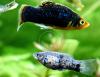 Platys,  eigene Zucht (Versand/  Abholung)