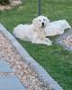 Golden Retriever Deckrüde