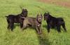 CANE CORSO KUPIERT