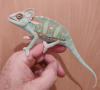Jemen Chamäleon Männchen NZ vom 15.1.23 ca 12/  21 cm Kl/  GL,  Versand möglich