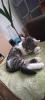 Katzen Kitten 17 Wochen