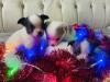 3Reinrassige Chihuahua Welpen