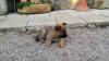 Schäferhund Welpen
