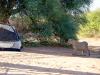 Safari-Silvesterreise 2013/ 14: Kalahari-Löwen in Botswana und Südafrika hautnah 