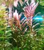 indische Rotala,  Bündel,  Aquariumpflanzen (Versand/  Abholung)