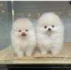 MINI POMERANIAN ZWERGSPITZ BOO WELPEN