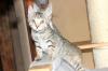 Katzenbaby,  Katzenkinder,  Kitten,  Kätzchen ABGABE
