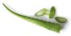 AloeVera-Für die Gesundheit,  Innen und Außen