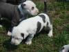 TOP Pitbull Welpen - Rüde,  Altenburg
