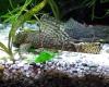 Ancistrus spec.,  brauner Antennenwels (Versand/  Abholung)