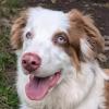 VIANIA - Australian Sheperd - 11 Monate - Tierhilfe-Franken e.V.