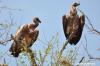 Rundreise,  Südafrika,  individuell,  Schwerpunkt Vogelbeobachtung,  Ausarbeitung ei