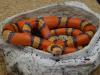 Lampropeltis abnorma /  Honduras Königsnattern
