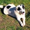 Ellie sucht ein Zuhause