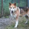 Lucky sucht ein Zuhause