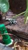 Diverse Nachzuchten verschiedener Dendrobaten Dendrobates Pfeilgiftfrösche Frösc