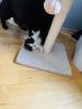 Bkh kitten reinrassig !!