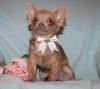 Chihuahua- und Minichihuahuawelpen aus seriöser Zucht