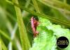 Red Fire Garnele,  Zwerggarnele,  reinerbig,  9€/  10 Stck. (Versand/  Abholung)