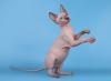 Kanadische Sphynx Kätzchen (mit Stammbaum)