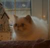 Colourpoint,  Exotic Shorthair,  blaue Augen,  Katze,  Jungtier