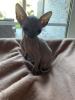Kanadische Sphynx Kitten