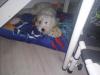 Labrador Mix Welpe