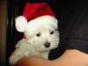 1 A Westie Welpen