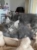 Maine Coon 2 Katerchen