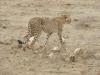Safari in Kenia - Safari Tsavo Ost