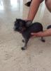 Chinesischer Nackthund - Chinese Crested Dog Rüde - ganz süß